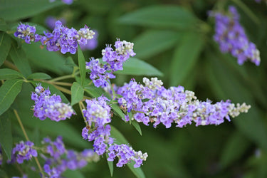 25 CHASTE BERRY TREE Vitex Agnus Castus Monk's Pepper Purple Fragrant Flower Seeds
